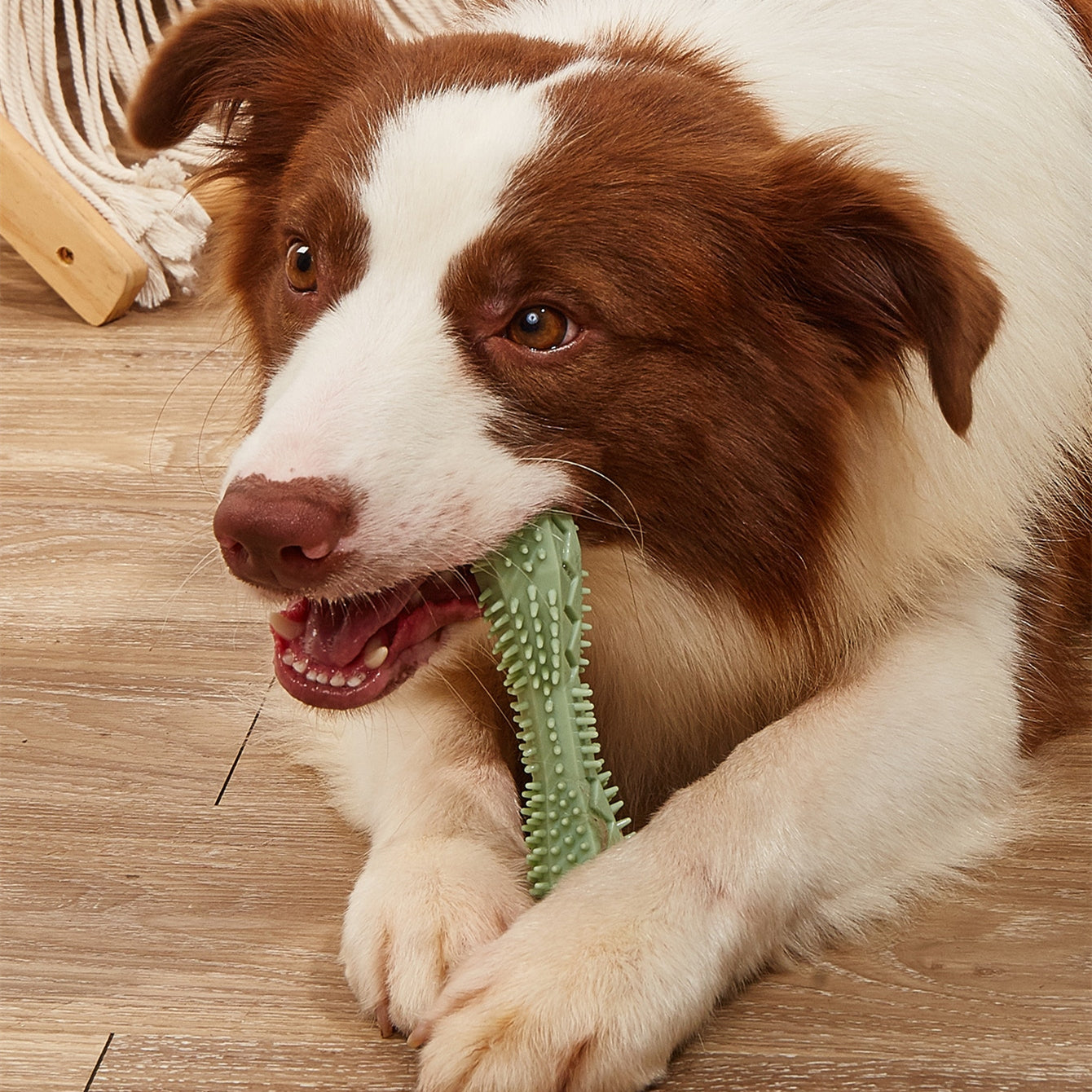 Dog Chew Toothbrush Toys